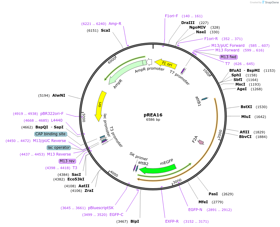 245771-plasmid-map-sequence-id-486782
