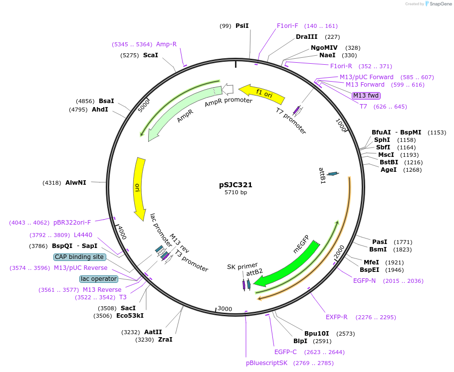 245777-plasmid-map-sequence-id-486783