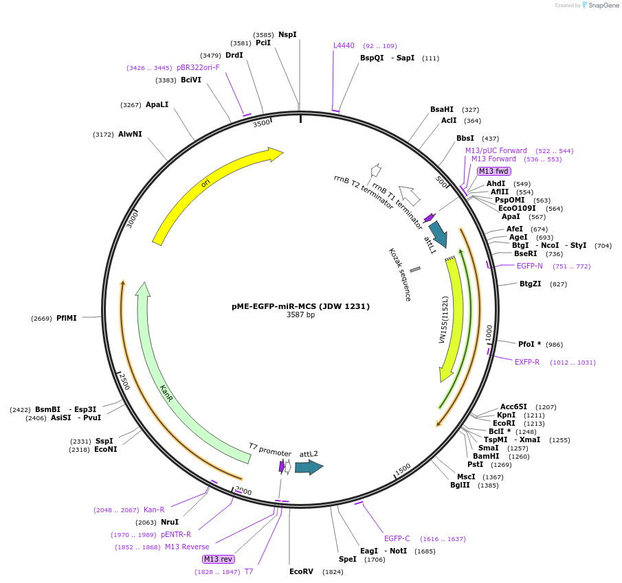 242562-plasmid-map-sequence-id-486787