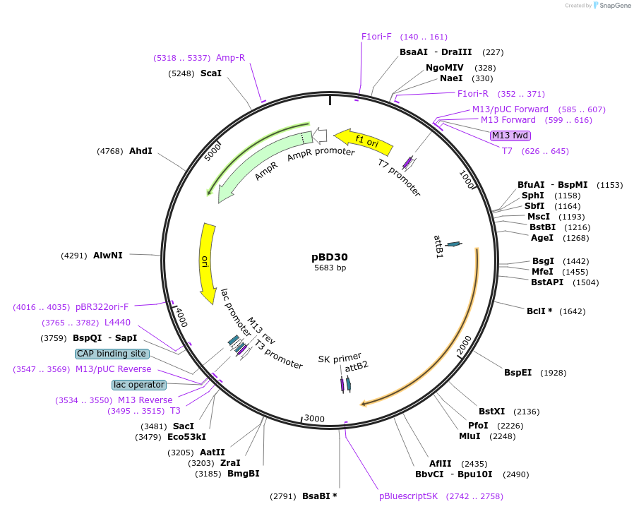 245767-plasmid-map-sequence-id-486788