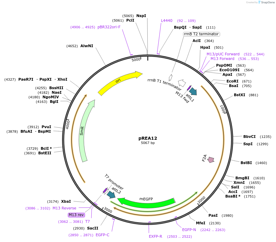 245770-plasmid-map-sequence-id-486793