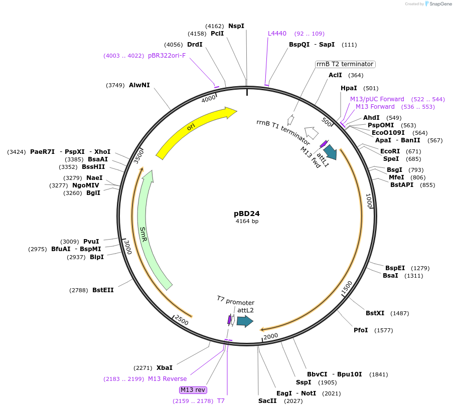 245764-plasmid-map-sequence-id-486795
