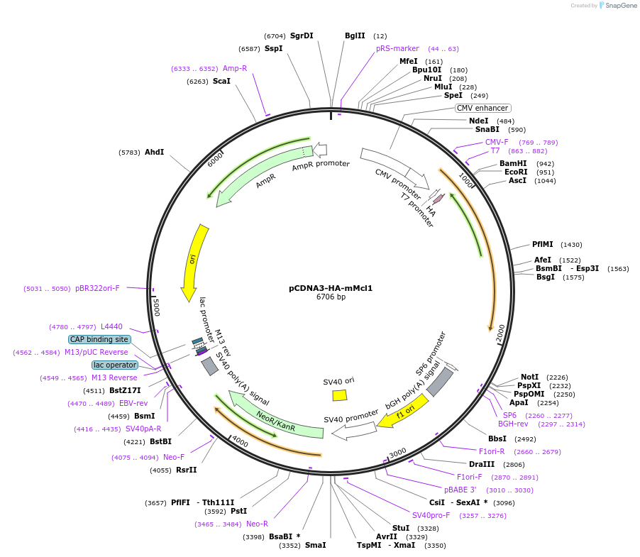25714-plasmid-map-sequence-id-486809