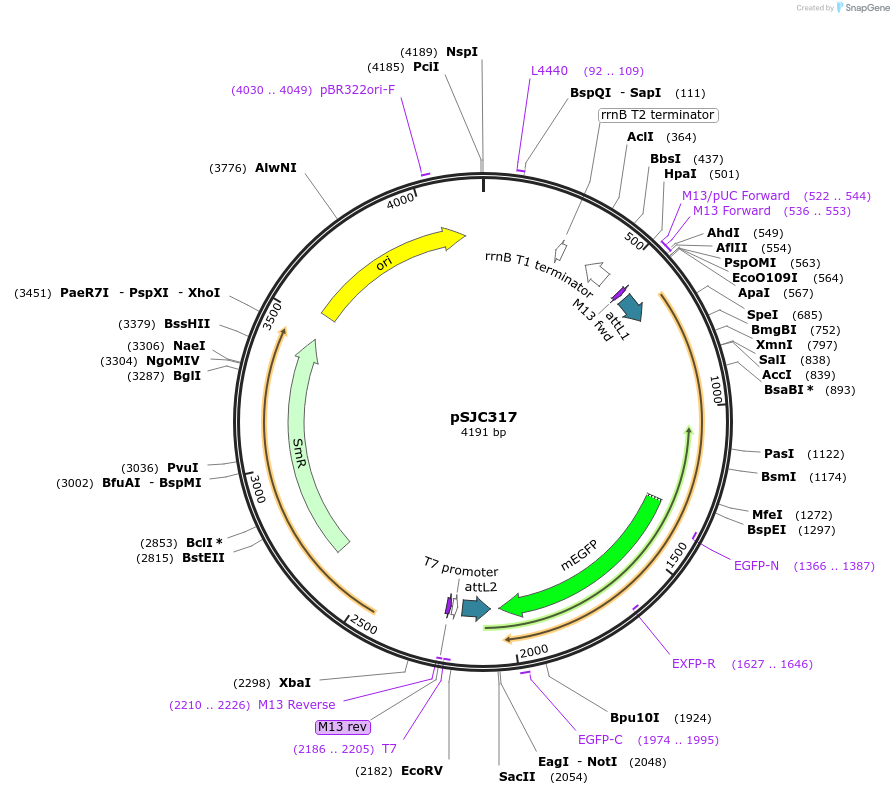 245773-plasmid-map-sequence-id-486810