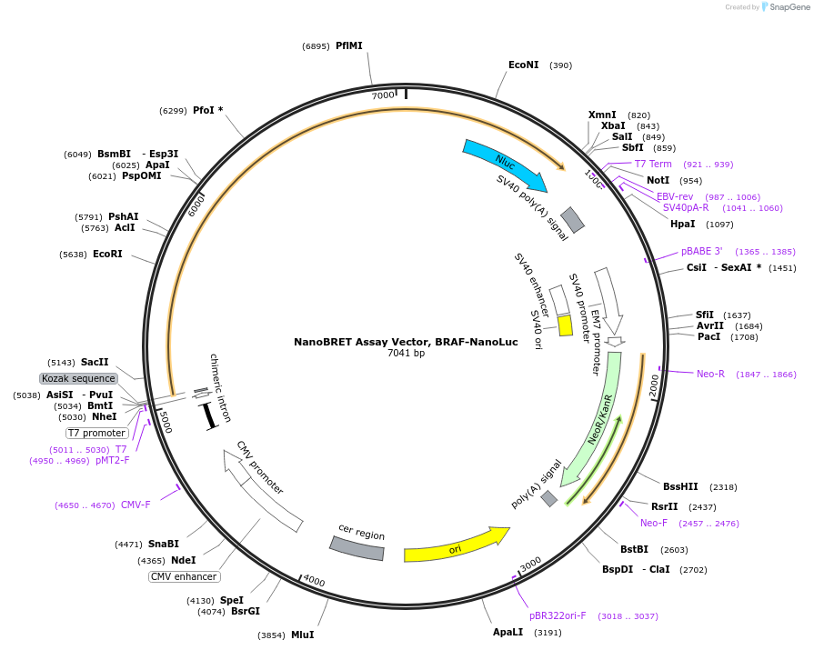 238569-plasmid-map-sequence-id-486818