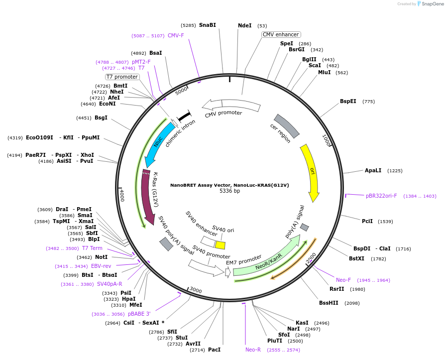 236859-plasmid-map-sequence-id-486819