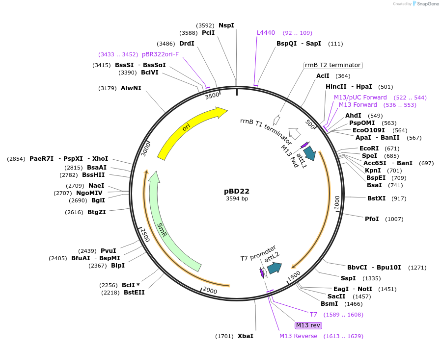 245763-plasmid-map-sequence-id-486820