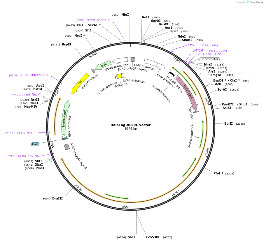 237010-plasmid-map-sequence-id-486821