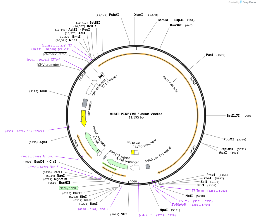 238602-plasmid-map-sequence-id-486826