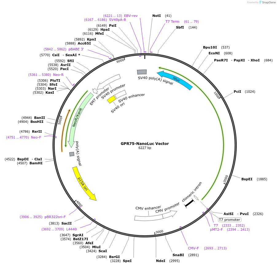 238654-plasmid-map-sequence-id-486827