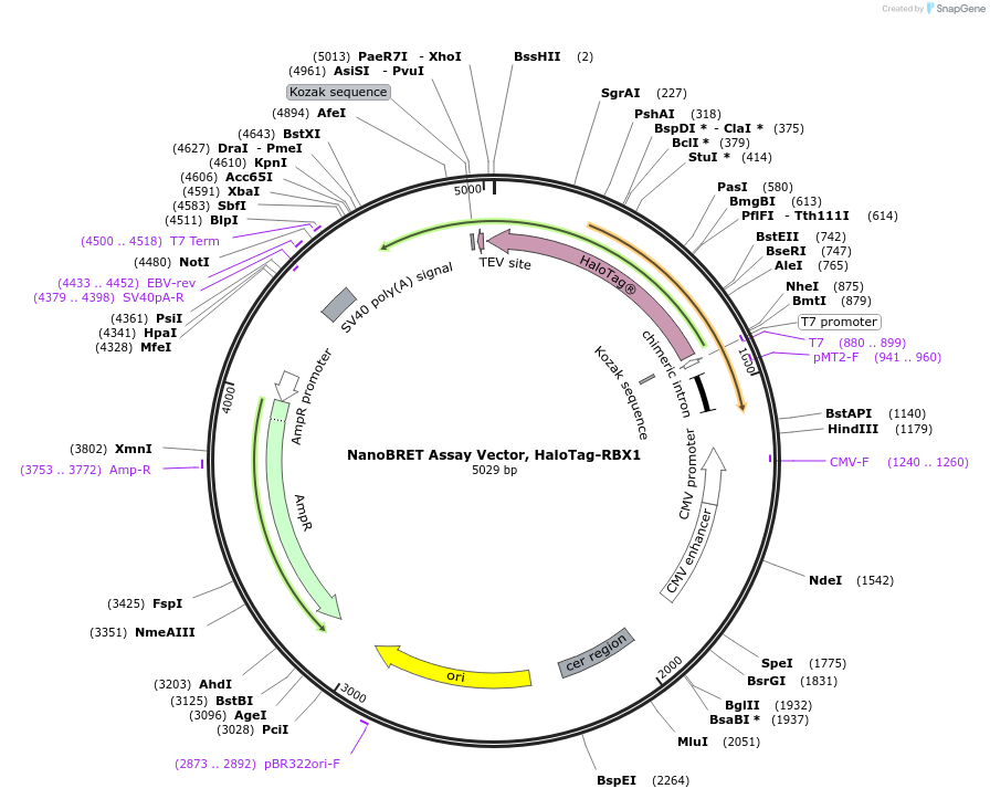238651-plasmid-map-sequence-id-486828