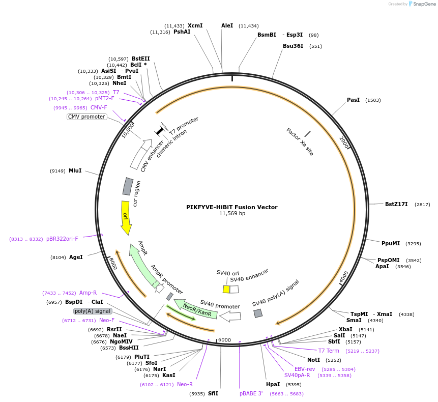 238601-plasmid-map-sequence-id-486829