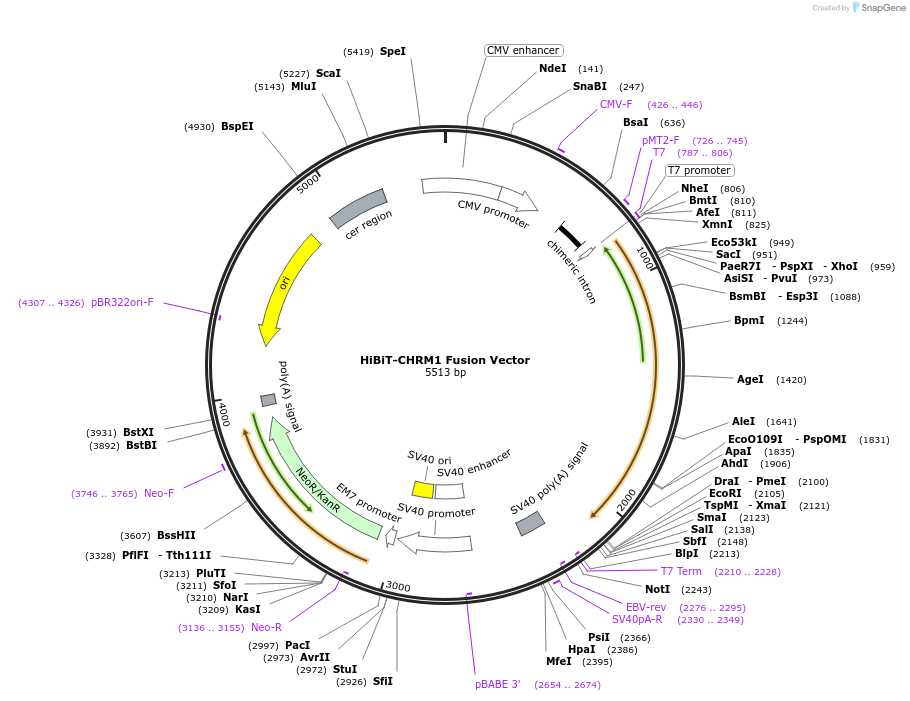 236898-plasmid-map-sequence-id-486830