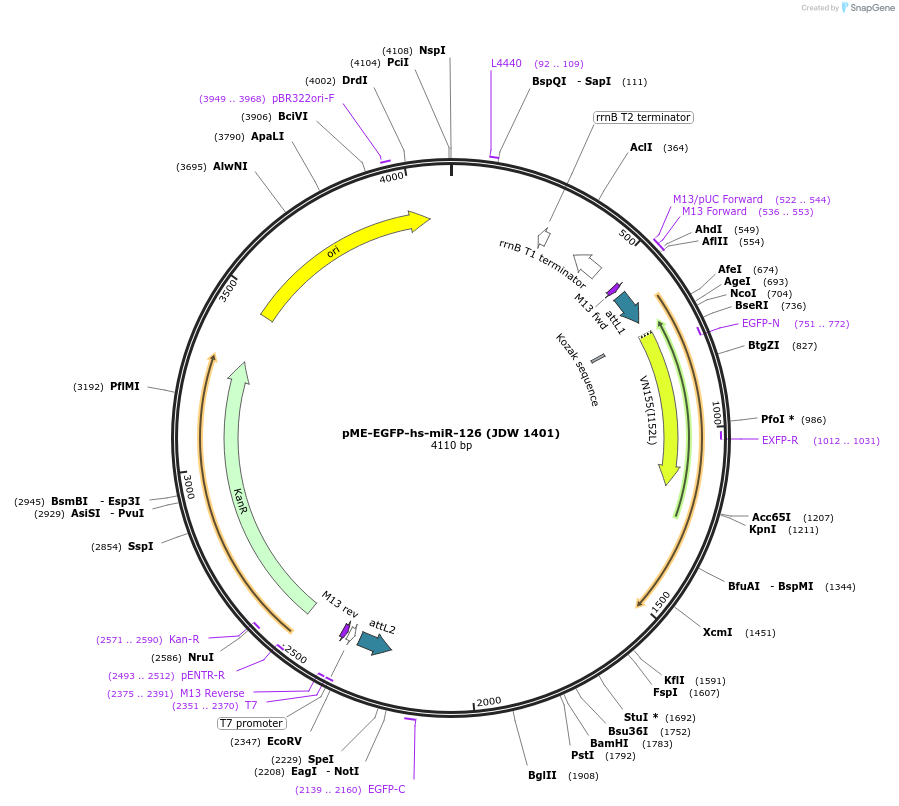 242564-plasmid-map-sequence-id-486831