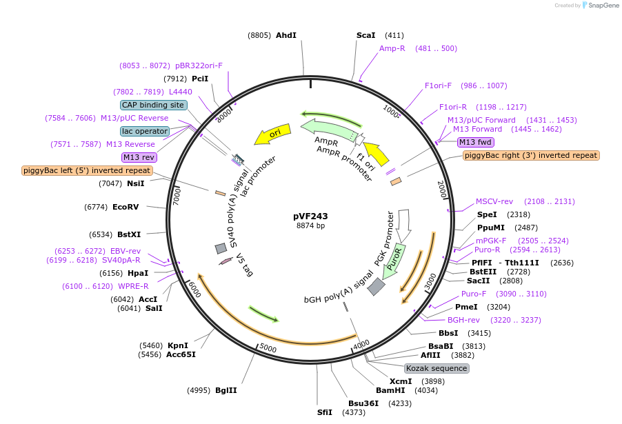 240187-plasmid-map-sequence-id-486832