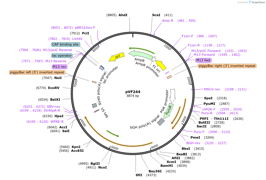 240188-plasmid-map-sequence-id-486833