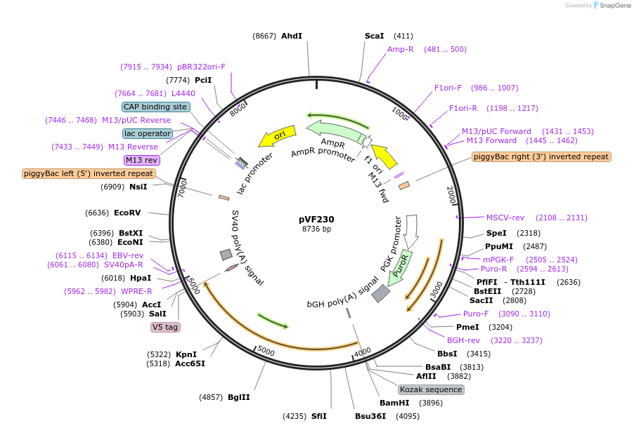 240185-plasmid-map-sequence-id-486836