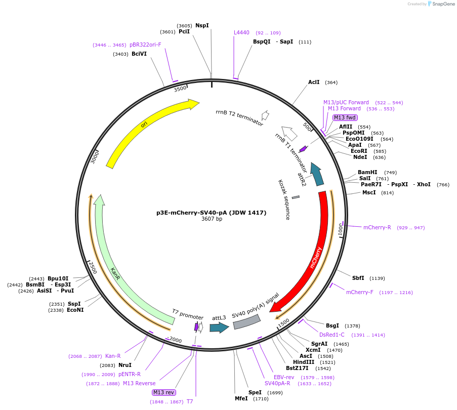 242570-plasmid-map-sequence-id-486838