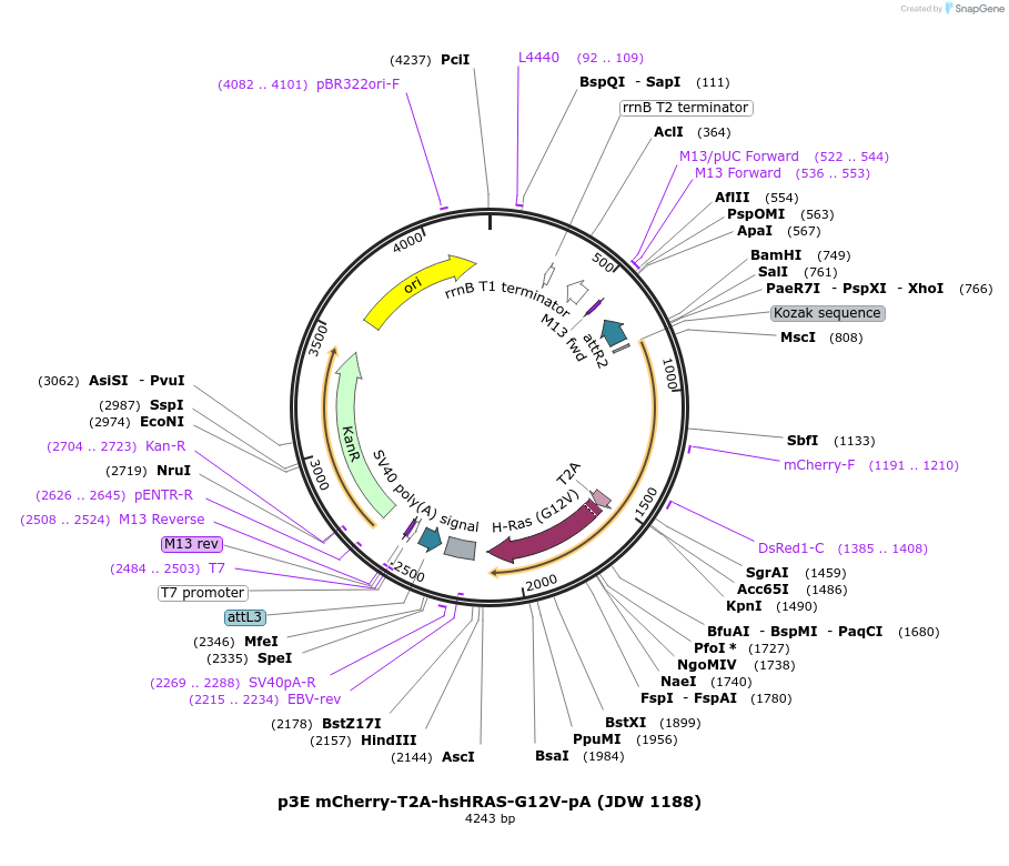 242571-plasmid-map-sequence-id-486840
