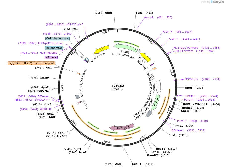 240168-plasmid-map-sequence-id-486842