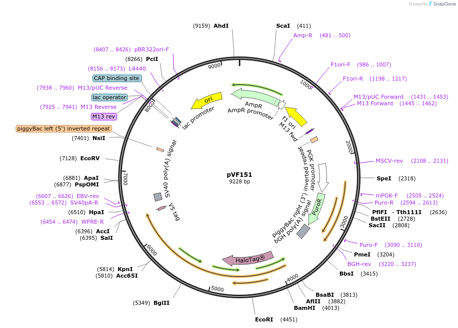 240167-plasmid-map-sequence-id-486844