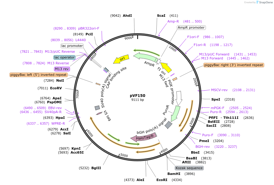 240166-plasmid-map-sequence-id-486845