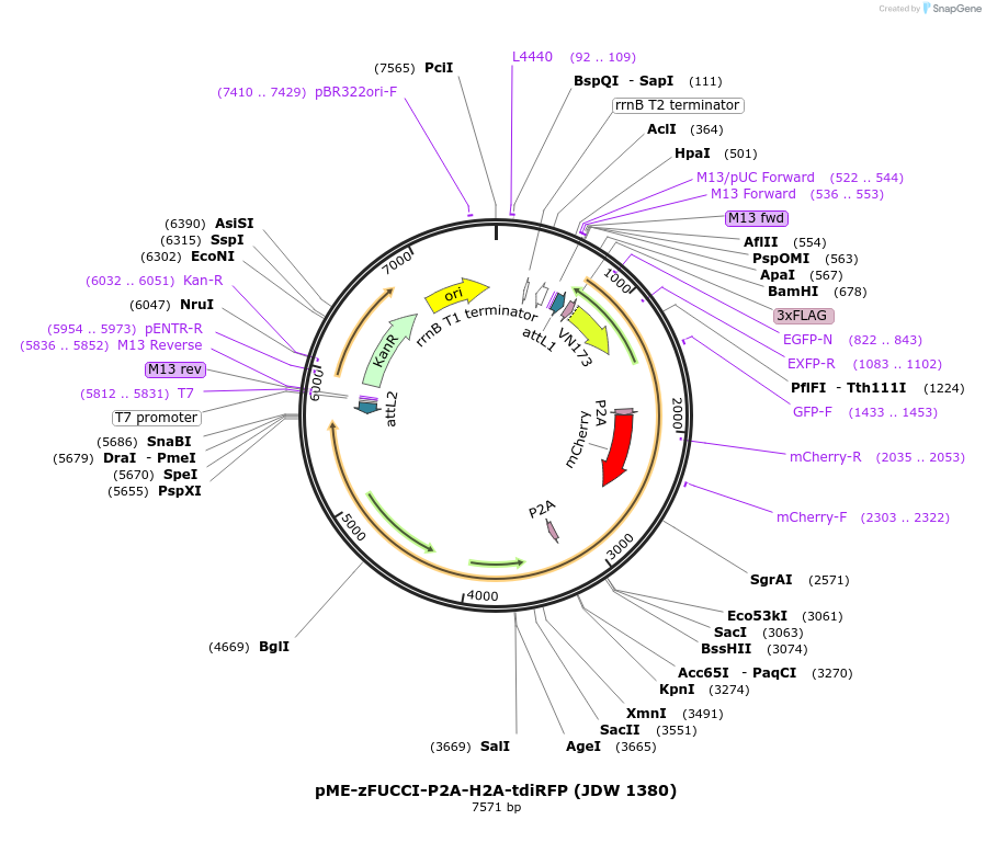 242559-plasmid-map-sequence-id-486846