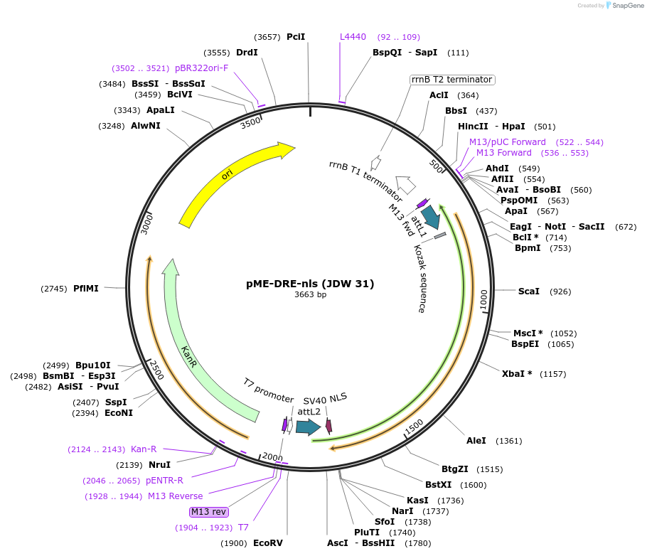 242561-plasmid-map-sequence-id-486848