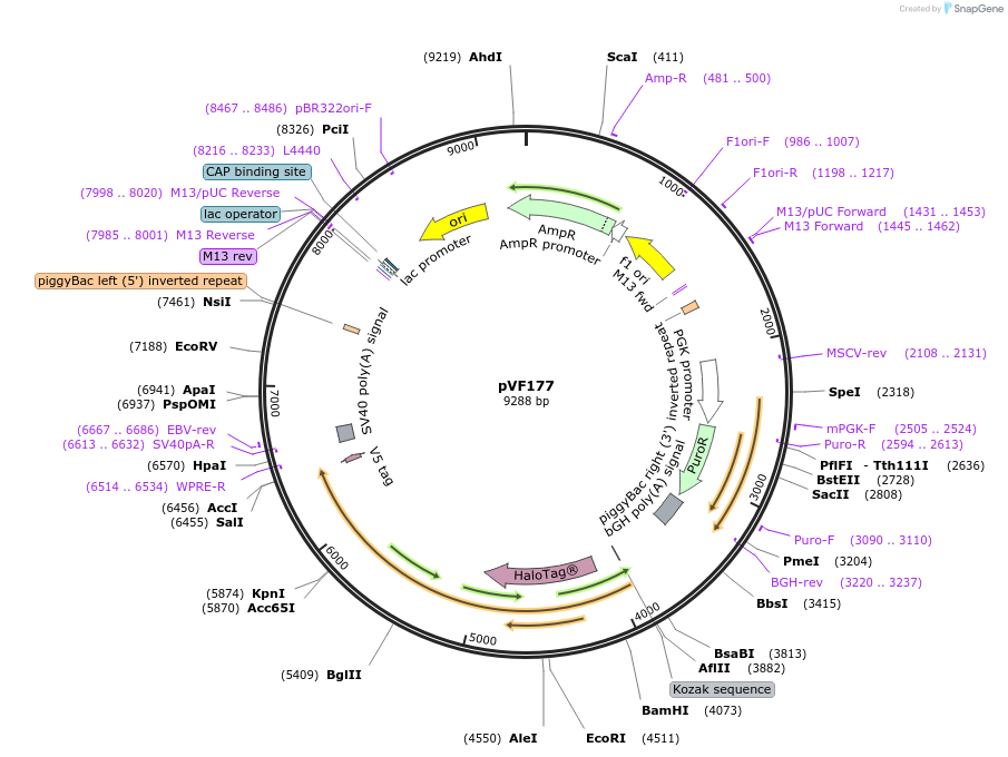 240179-plasmid-map-sequence-id-486849