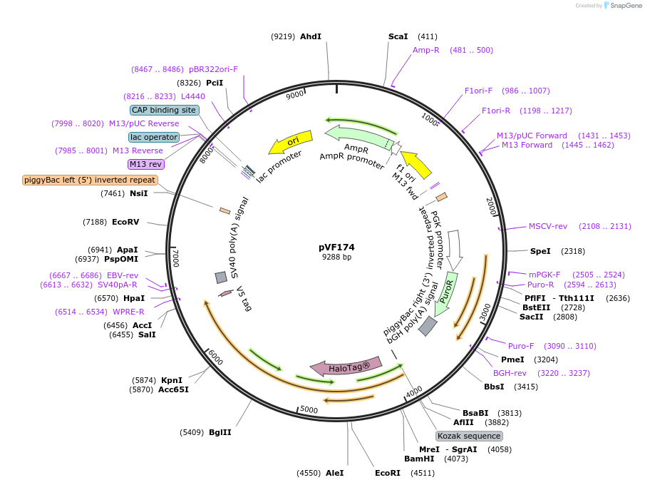 240177-plasmid-map-sequence-id-486852