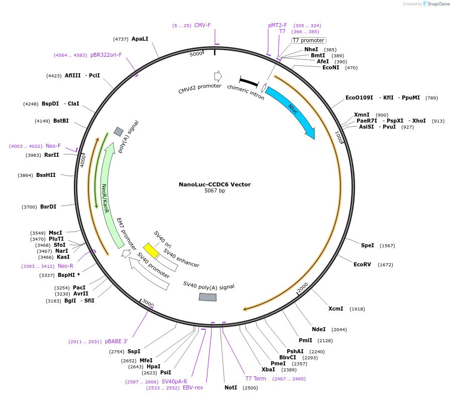 236991-plasmid-map-sequence-id-486857