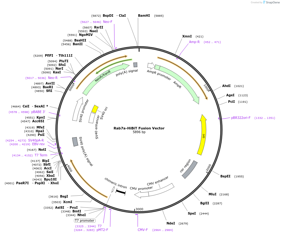 238604-plasmid-map-sequence-id-486858