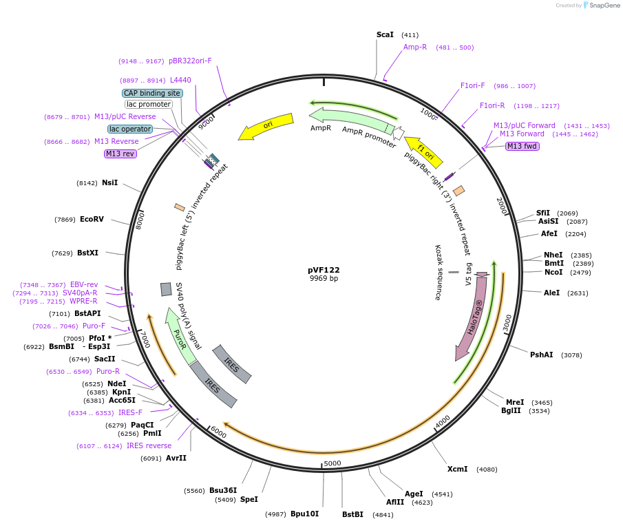 240184-plasmid-map-sequence-id-486860