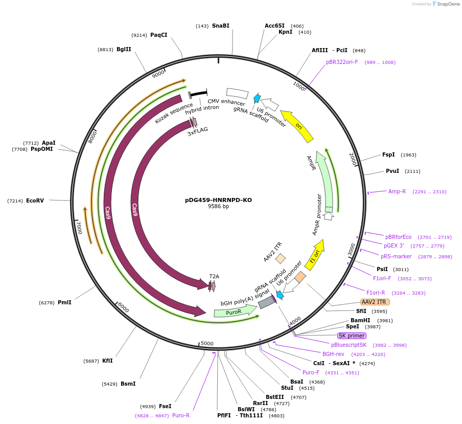 233287-plasmid-map-sequence-id-486867