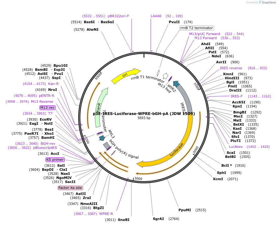 242572-plasmid-map-sequence-id-486871
