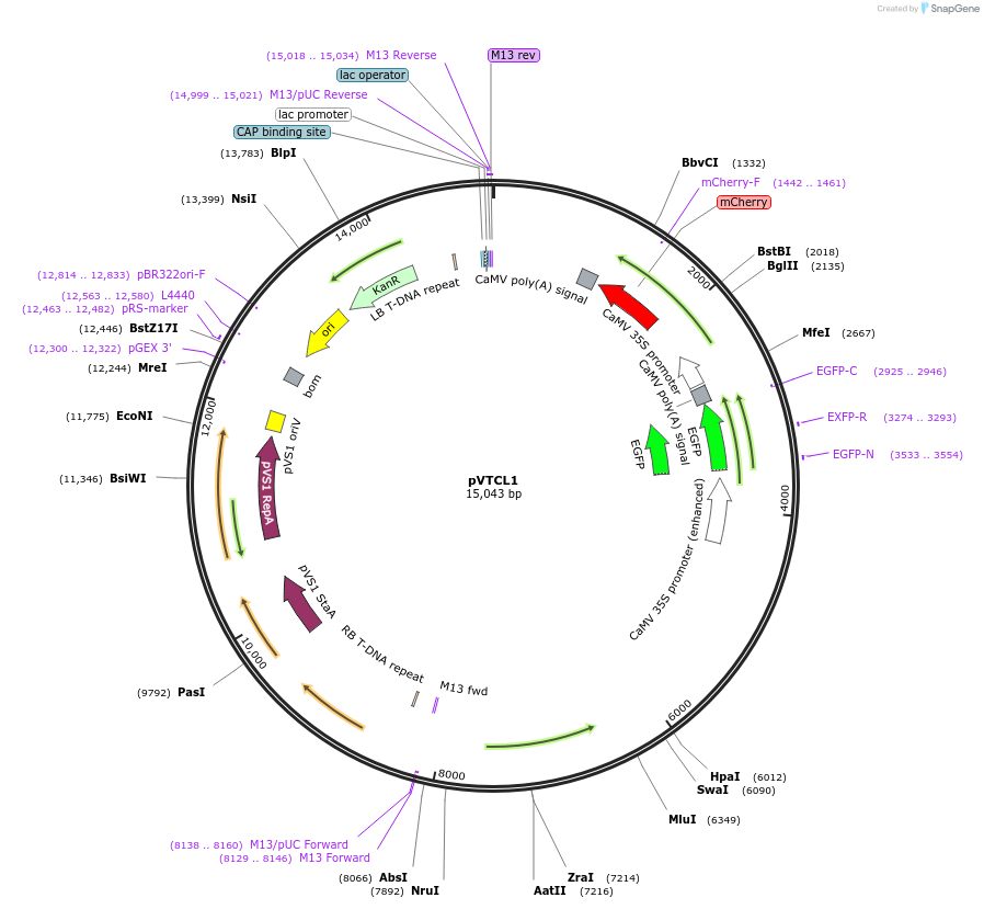234919-plasmid-map-sequence-id-486883
