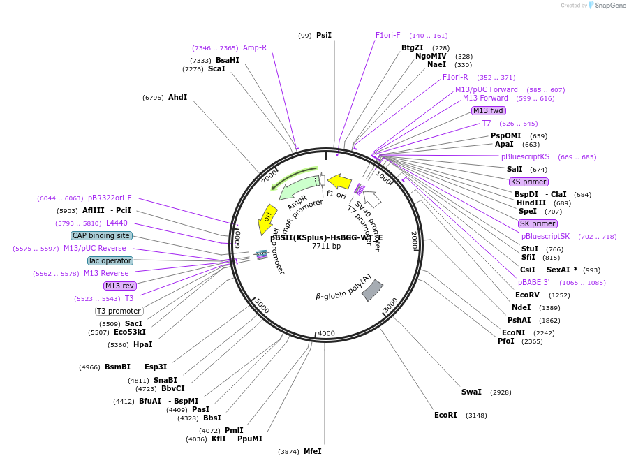 146187-plasmid-map-sequence-id-486891