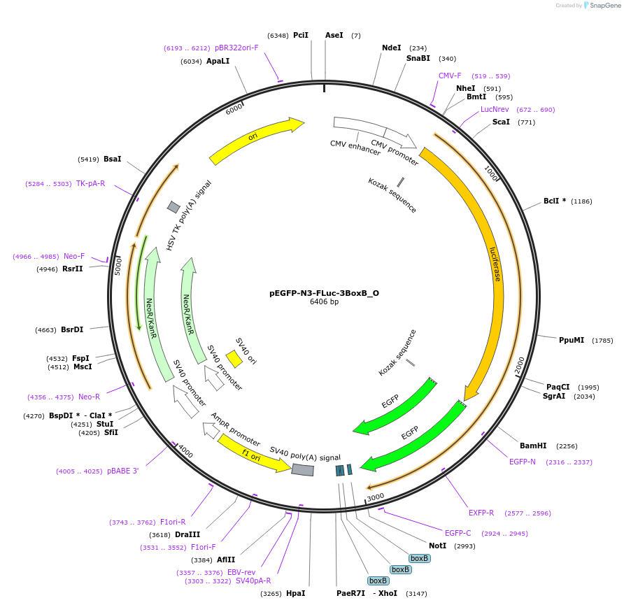 147078-plasmid-map-sequence-id-486897
