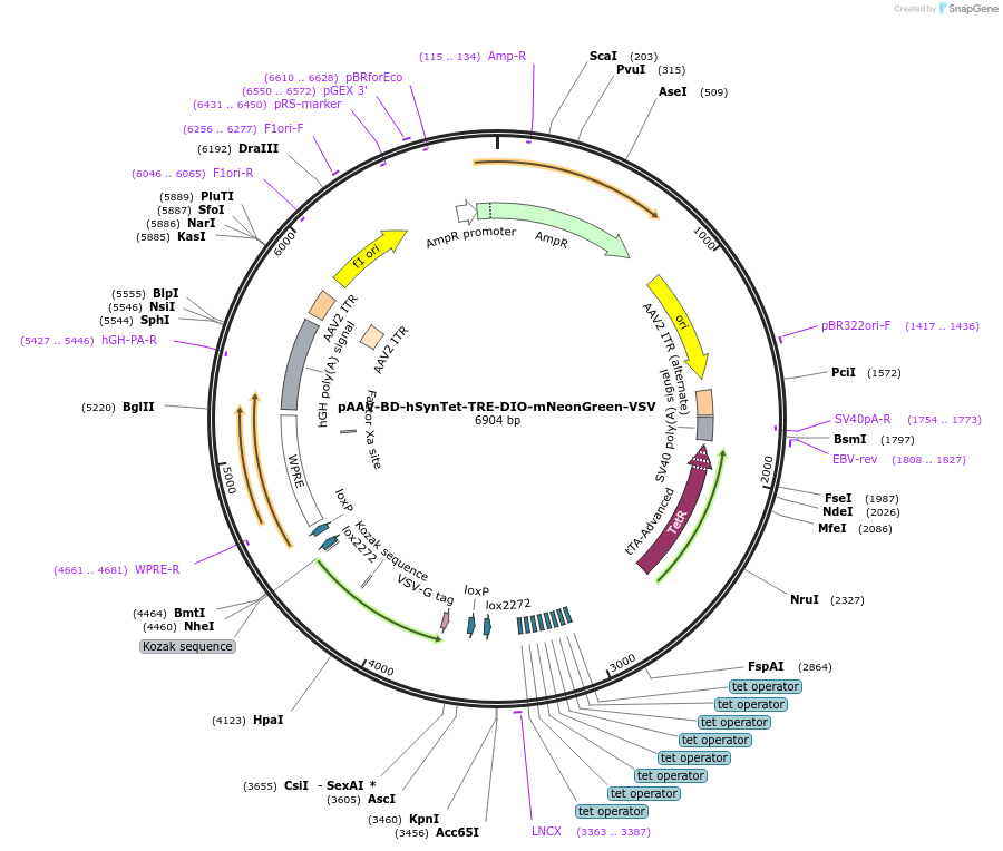 242799-plasmid-map-sequence-id-486960