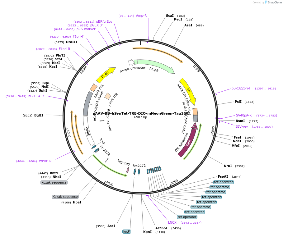242797-plasmid-map-sequence-id-486962