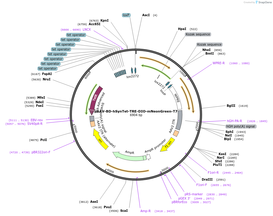 242796-plasmid-map-sequence-id-486965