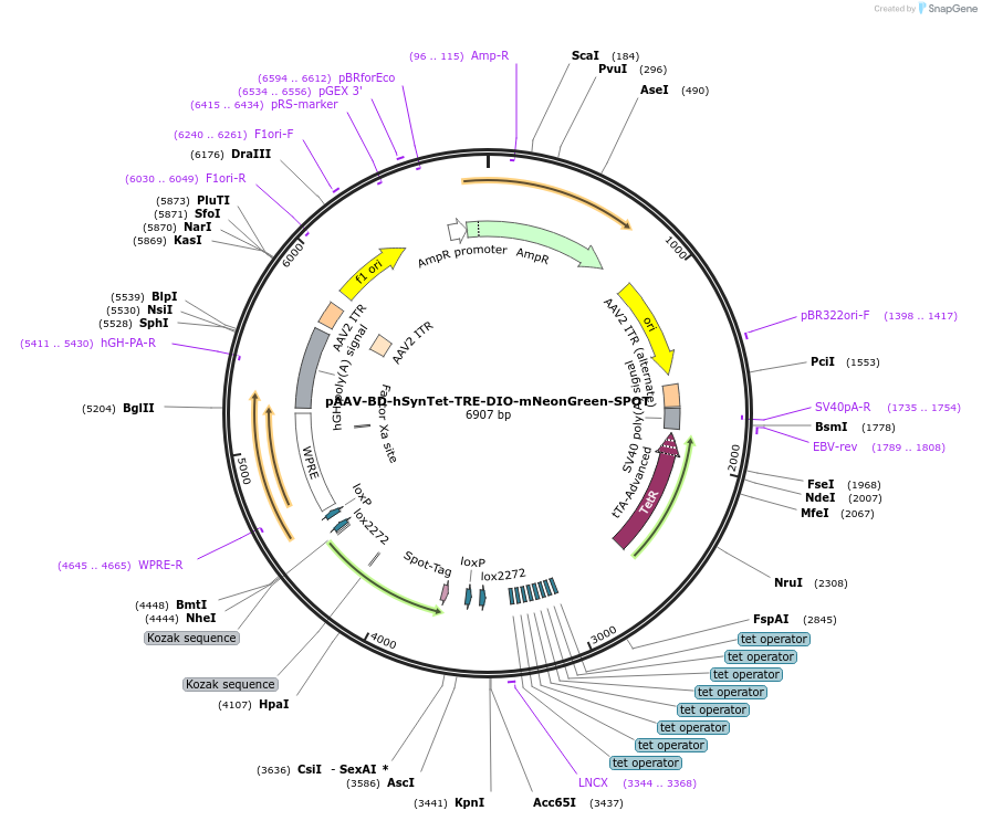 242795-plasmid-map-sequence-id-486966