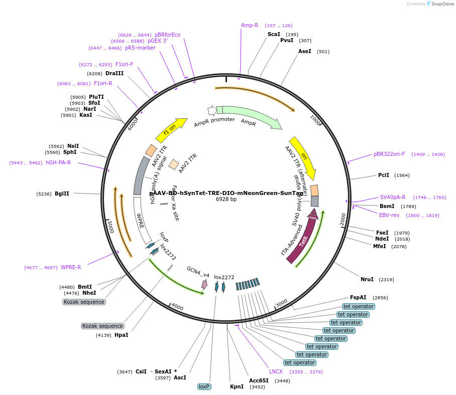 242794-plasmid-map-sequence-id-486967