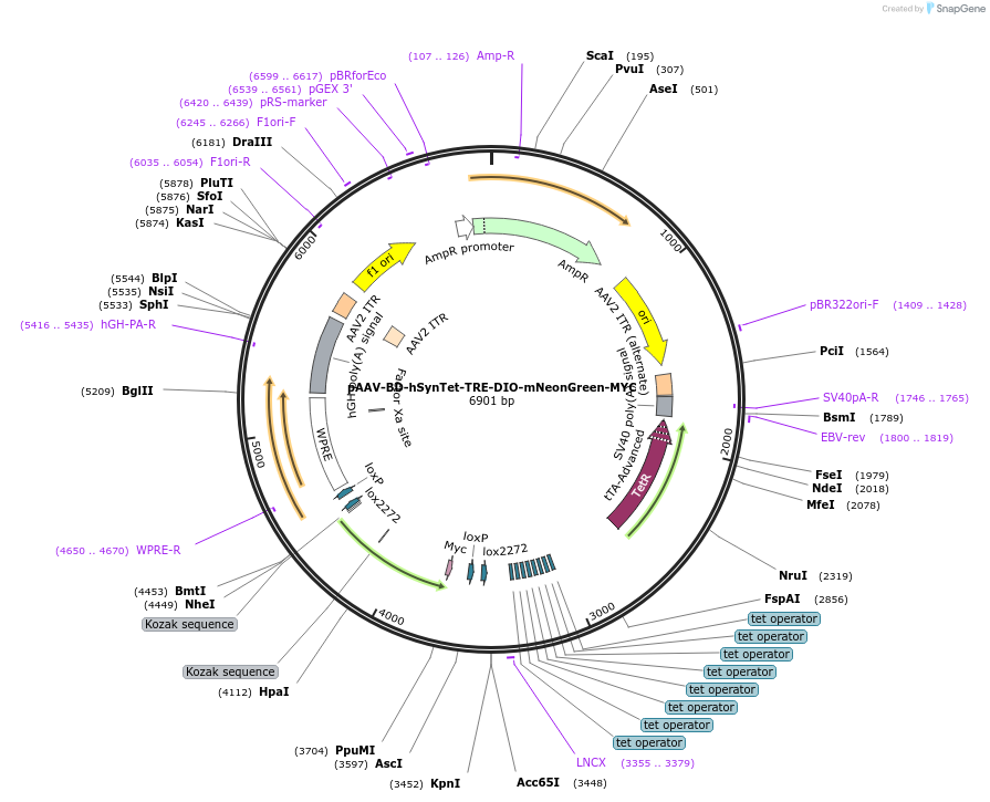 242789-plasmid-map-sequence-id-486971