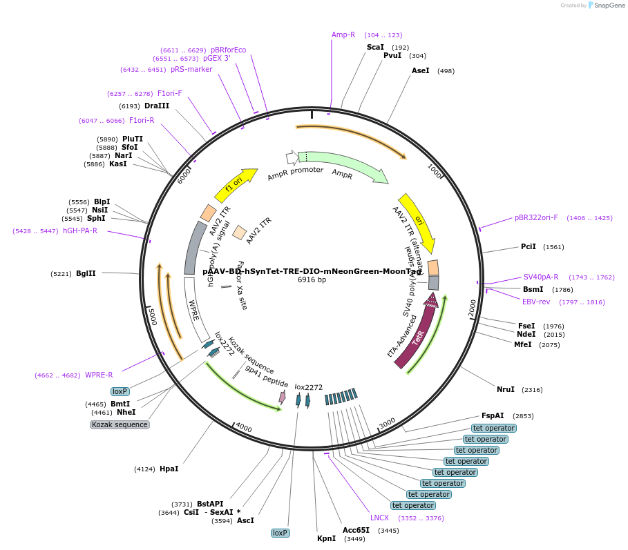 242788-plasmid-map-sequence-id-486972