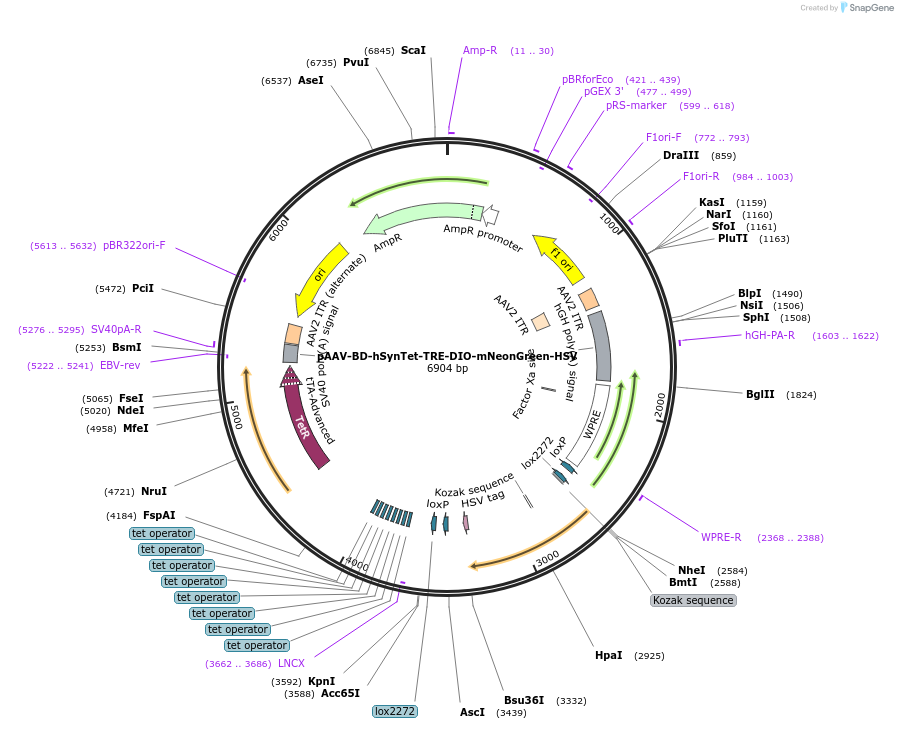 242787-plasmid-map-sequence-id-486973
