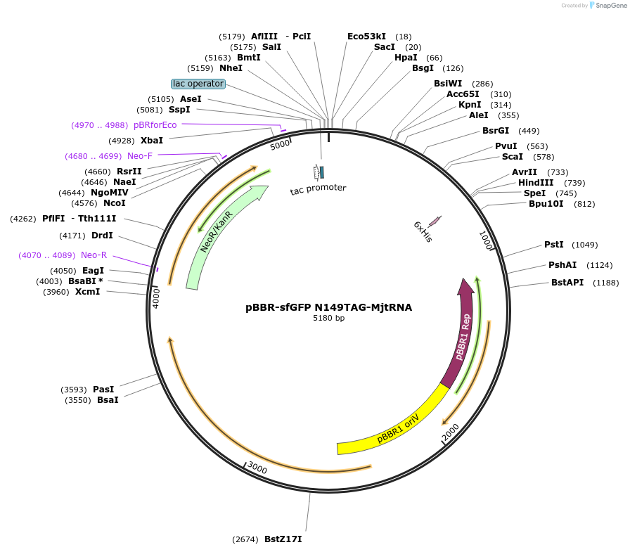 242001-plasmid-map-sequence-id-486976