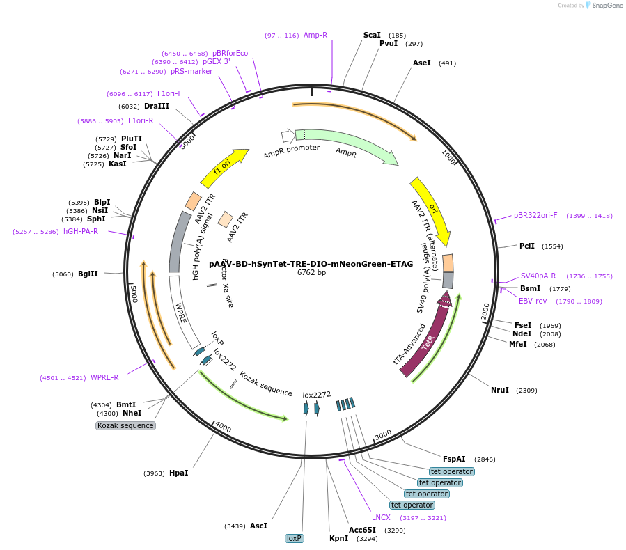 242785-plasmid-map-sequence-id-486989