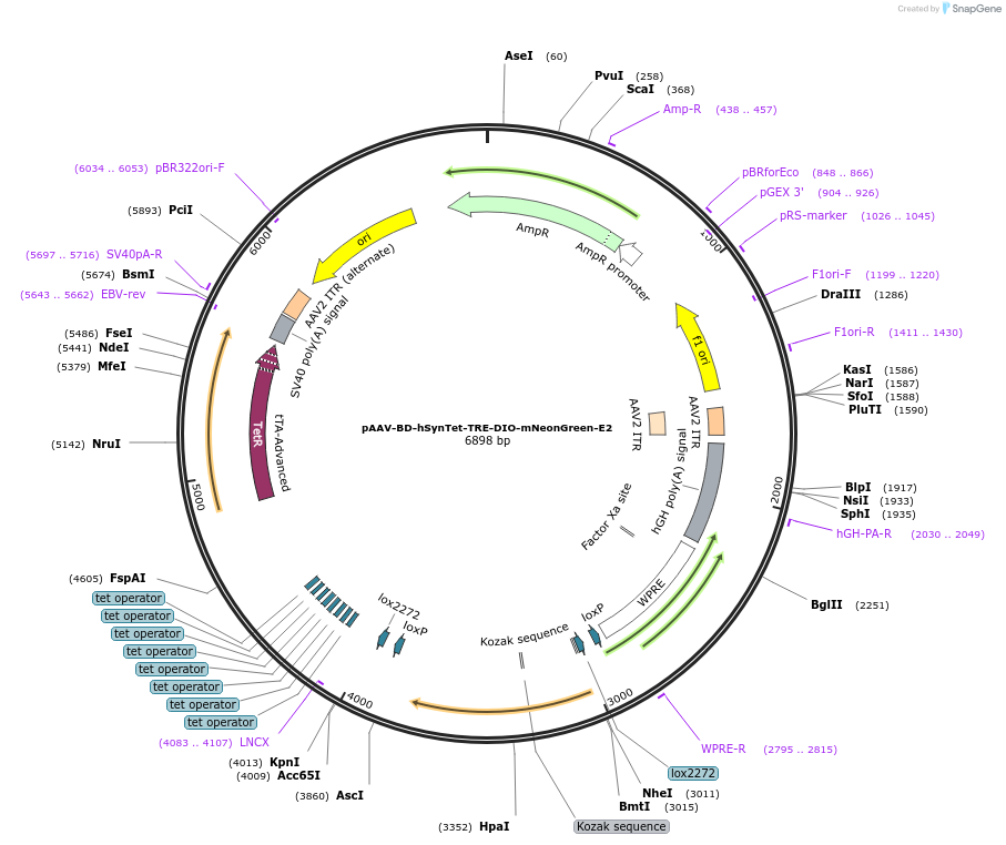 242784-plasmid-map-sequence-id-486990