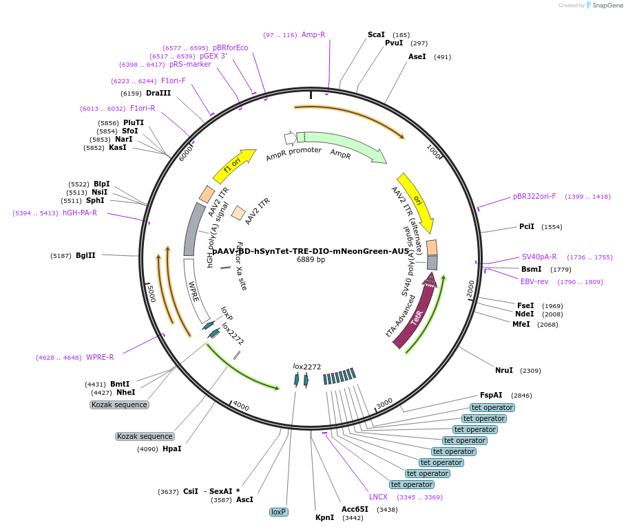 242783-plasmid-map-sequence-id-486992